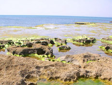 אטרקציות: אצות בבריכת מים בנווה ים (צילום: איל שפירא)