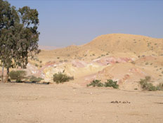 טיולים בדרום: עץ בודד במכתש הגדול (צילום: איל שפירא)
