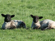2 כבשים יושבות על דשא (צילום: אור גץ)