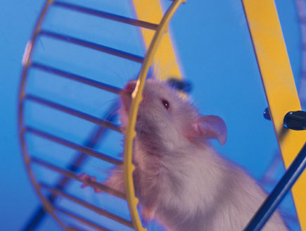עכבר לבן מסתובב על גלגל צהוב (צילום: jupiter images)