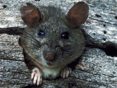 עכבר אפור מציץ מחור בעץ (צילום: jupiter images)