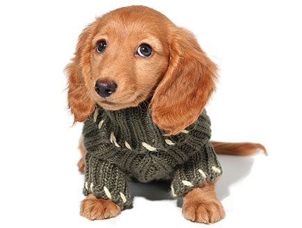 כלב חום קטן עם סוודר ירוק (צילום: HannamariaH, Istock)