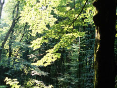 יער (צילום: jupiter images)