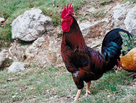 תרנגולת (צילום: jupiter images)
