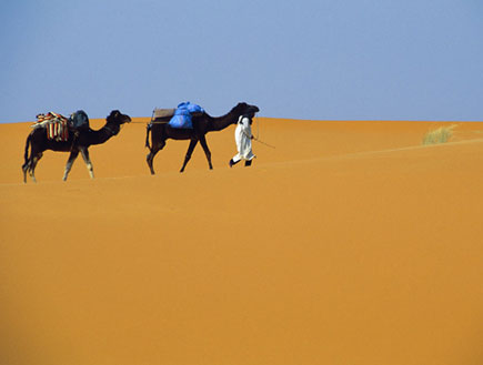 שני גמלים שחורים במדבר (צילום: אור גץ)