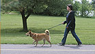 אישה מטיילת עם כלב האסקי ברחוב (צילום: אור גץ)