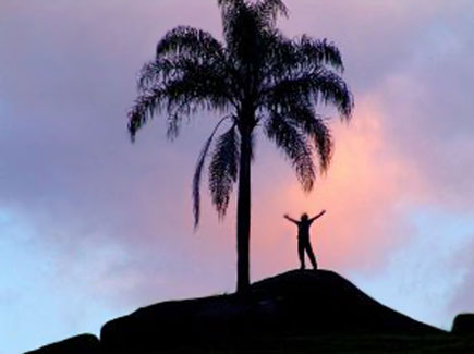 אדם ליד עץ דקל מרחוק, שמיים סגולים (צילום: אור גץ)