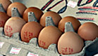 חבילה של תריסר ביצים (צילום: עודד קרני)