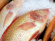 דגים ורדרדים בשוק (צילום: עודד קרני)