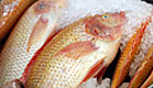 דגים ורדרדים בשוק (צילום: עודד קרני)
