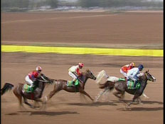 מירוץ סוסים (תמונת AVI: חדשות1 ערוץ 2)