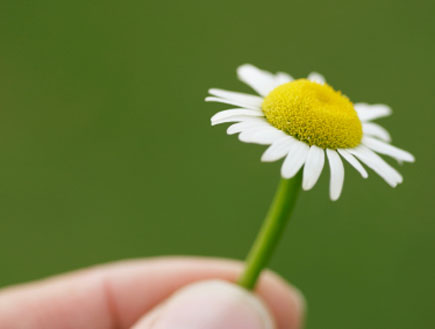 יד מחזיק פרח (צילום: אור גץ, iStock)