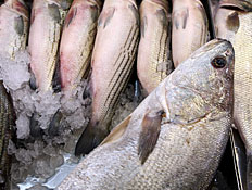 דגים בשוק