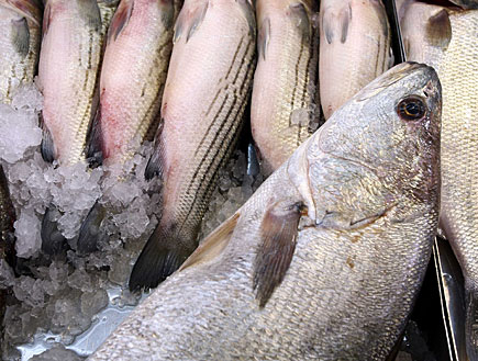 דגים בשוק (צילום: עודד קרני)