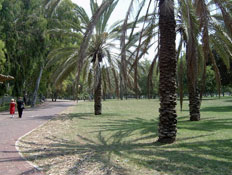 טיול בתל אביב: דקלים בפארק הירקון