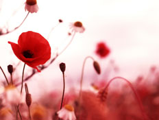פרחים מדהימים - כלניות אדומות (צילום: ShutterStock)
