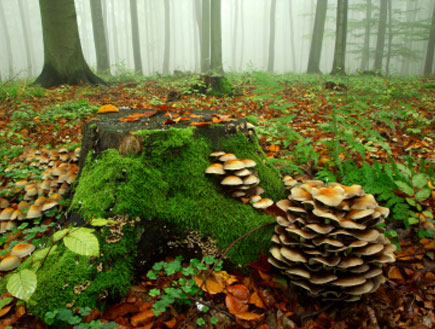 פטריות ביער (צילום: iStock)