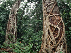 גזע עץ מיוחד מוקף בענפים (צילום: jupiter images)