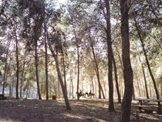 יער יתיר (צילום: קרן קיימת לישראל)