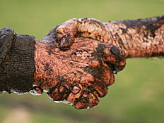 לחיצת יד בוצית (צילום: Mark Kolbe, Istock)