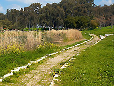 שביל הליכה מוקף צמחייה בתל אפק (צילום: דוד רבקין)