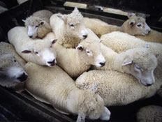 כבשים דחוסות בתא מטען (צילום: ooyoo, Istock)