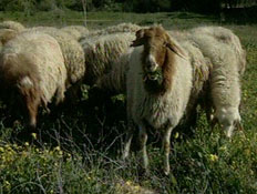 כבשים (תמונת AVI: אור גץ, חדשות)