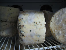חריצי גבינה עם עובש על מדף חוות יערן (צילום: דנה בר-אל שוורץ, קשת)