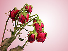 זר ורדים אדומים נבולים (צילום: istockphoto)