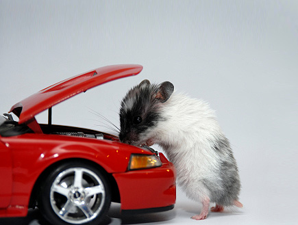 עכבר בודק מנוע של מכונית