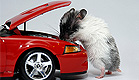 עכבר בודק מנוע של מכונית (צילום: Marianna Meliksetyan, Istock)