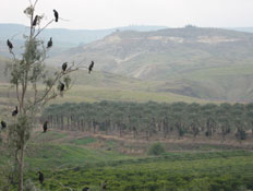 קורמורנים על עץ בגשר (צילום: עידית אלנתן)