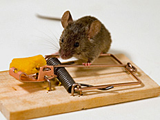עכבר על מלכודת עכברים