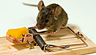 עכבר על מלכודת עכברים (צילום: gwmullis, Istock)