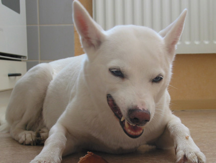 כלב אוכל (צילום: SXC)