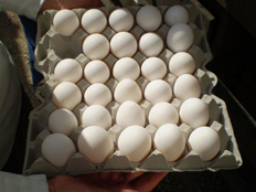 ביצים , משרד החקלאות (צילום: עדי רם, חדשות)
