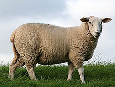 כבשה באחו