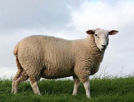 כבשה באחו (צילום: Sieto Verver, Istock)
