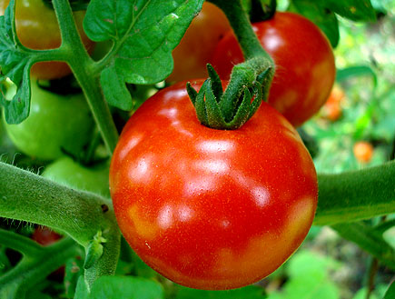 עגבנייה (צילום: SXC)