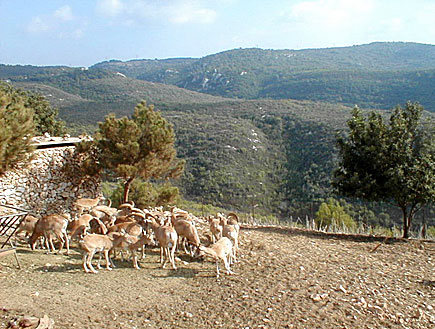 עדר יעלים בחי בר כרמל (צילום: איל שפירא)