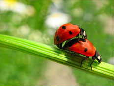 שתי חיפושיות עושות אהבה (צילום: istockphoto)