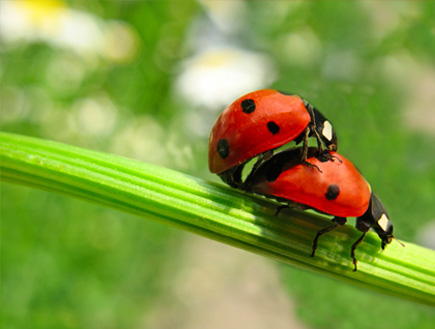 שתי חיפושיות עושות אהבה (צילום: istockphoto)