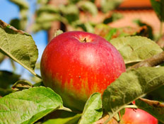 תפוח אדום (צילום: SXC)