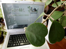 עציץ בשם "מידורי סאן" שיש לו בלוג - על רקע מחשב (צילום: רויטרס)
