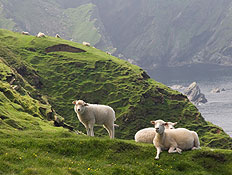 צוקי מוהר באירלנד עם כבשים (צילום: istockphoto)