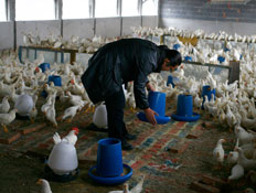 לול ובו תרנגולות (צילום: China Photos, GettyImages IL)