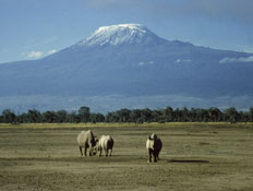 הר הקילימנג'רו (צילום: Getty Images, GettyImages IL)
