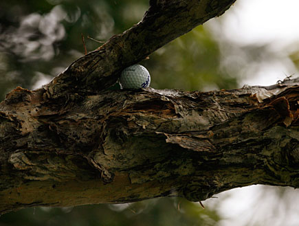 כדור גולף על העץ (צילום: רויטרס)