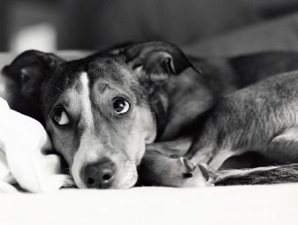 כלב מפוחד (צילום: NYPhotoboy, Istock)