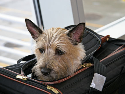 כלב במזוודה (צילום: urbanglimpses, Istock)